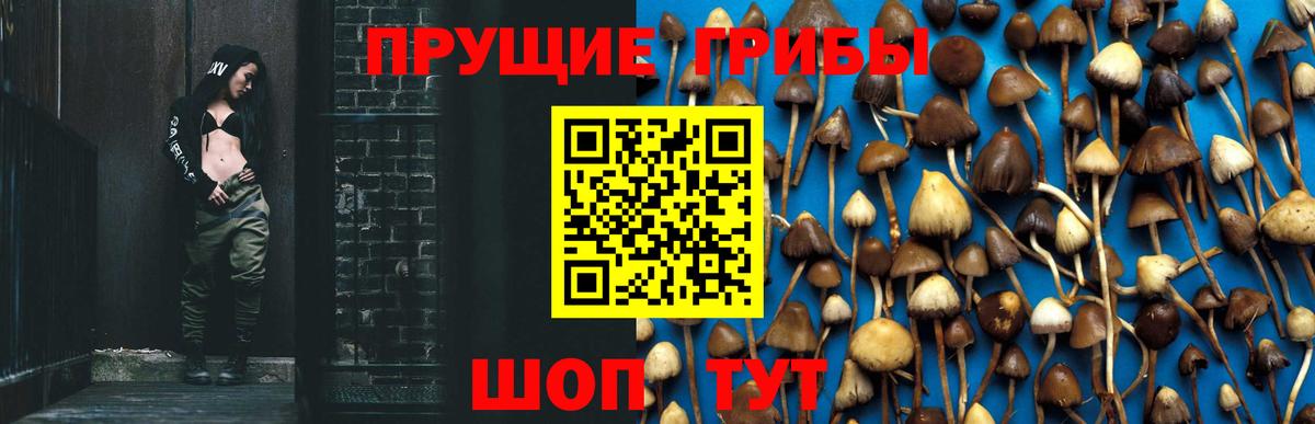 Псилоцибиновые грибы мицелий  Псилоцибиновые грибы GOLDEN TEACHER  Сосновоборск  Вход с VPN 